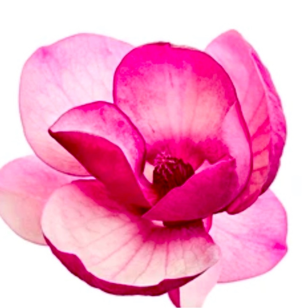 Meet your Posher, Willa